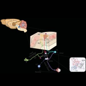 Les rendez-vous du Comité